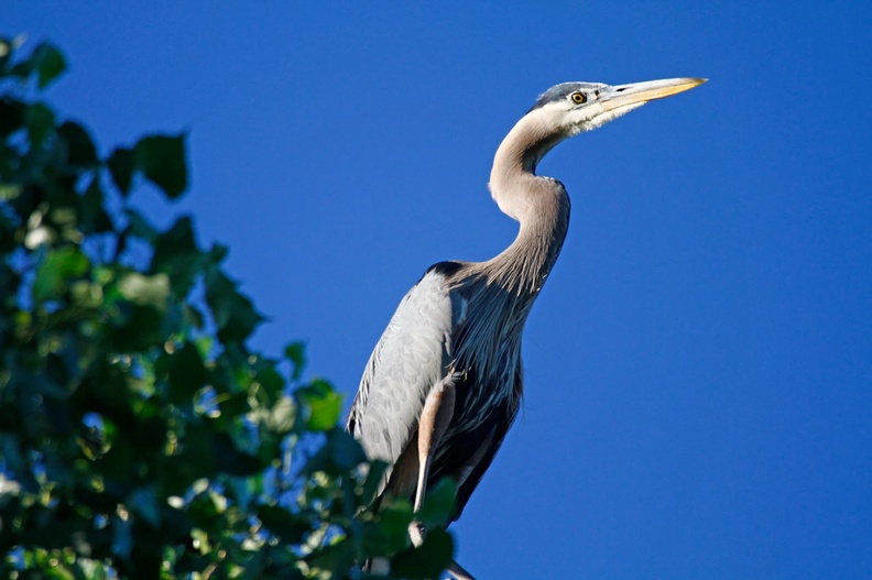 Alberta Great Blue Heron